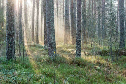 Vliesová fototapeta Mlhavé ráno 375 x 250 cm