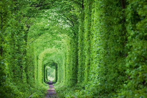 Vliesová fototapeta Zelený tunel 375 x 250 cm