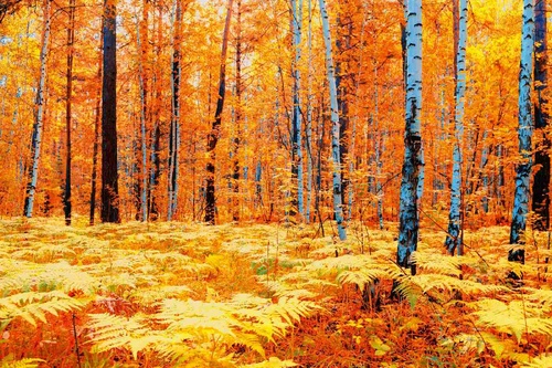 Vliesová fototapeta Žlutý podzimní les 375 x 250 cm