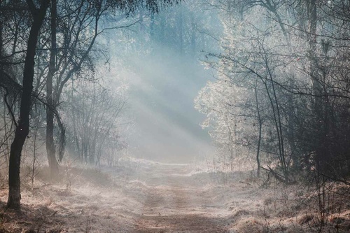 Vliesová fototapeta Ranní mlha v lese 375 x 250 cm