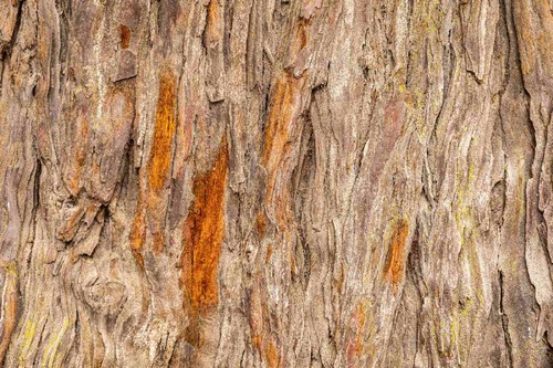 Vliesová fototapeta Textura starého stromu 375 x 250 cm