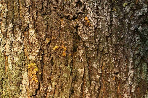 Vliesová fototapeta Kůra stromu s mechem 375 x 250 cm