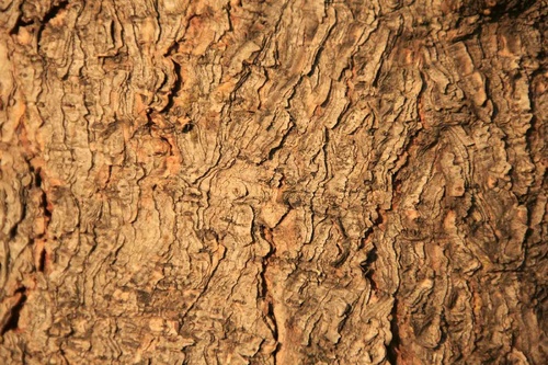 Vliesová fototapeta Textura stromu 375 x 250 cm