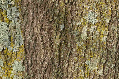 Vliesová fototapeta Textura kůry stromu 375 x 250 cm