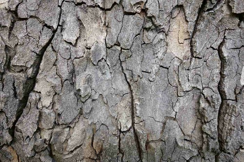 Vliesová fototapeta Kůra stromu 375 x 250 cm