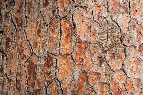 Vliesová fototapeta Detail stromu 375 x 250 cm