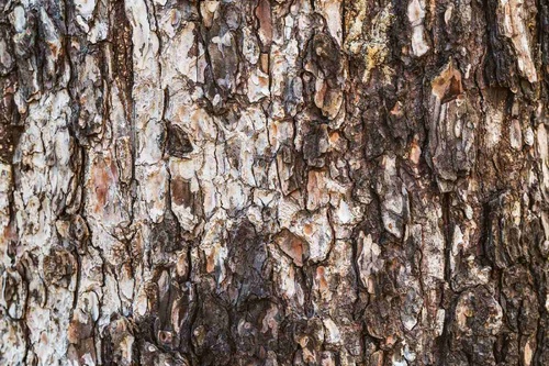 Vliesová fototapeta Textura borovice 375 x 250 cm
