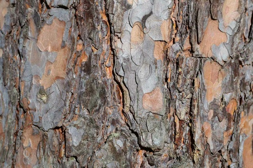 Vliesová fototapeta Textura kůry borovice 375 x 250 cm