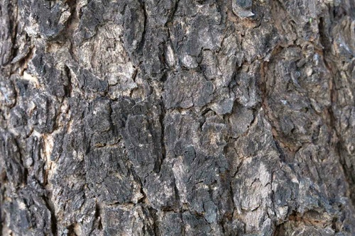 Vliesová fototapeta Detail textury stromu 375 x 250 cm