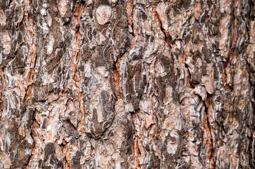 Vliesová fototapeta Kůra borovice 375 x 250 cm