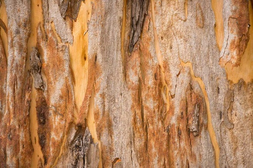 Vliesová fototapeta Textura stromu eukalyptu 375 x 250 cm