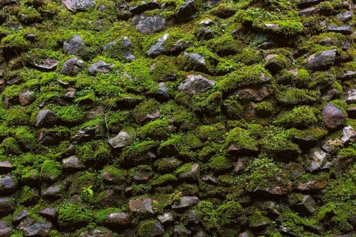 Vliesová fototapeta Mech na kamenné zdi 375 x 250 cm