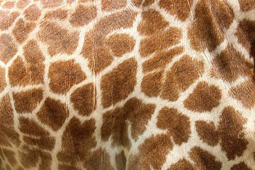 Vliesová fototapeta Kůže žirafy 375 x 250 cm