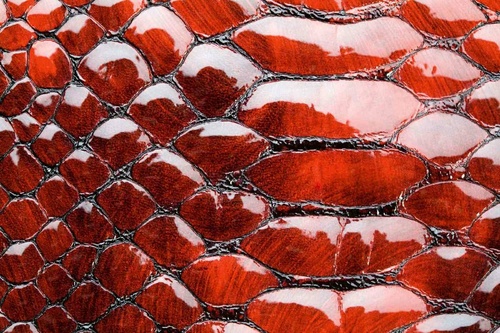 Vliesová fototapeta Červená hadí kůže 375 x 250 cm