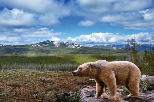 Vliesová fototapeta Krajina s medvědem 375 x 250 cm