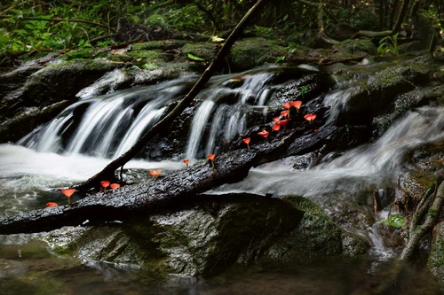 Vliesová fototapeta Lesní vodopád 375 x 250 cm