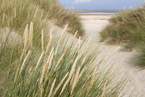 Vliesová fototapeta Tráva v písečných dunách 375 x 250 cm