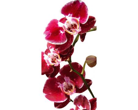 FL-85-006 Samolepicí fototapety na podlahu Červená orchidej - 85 x 170 cm