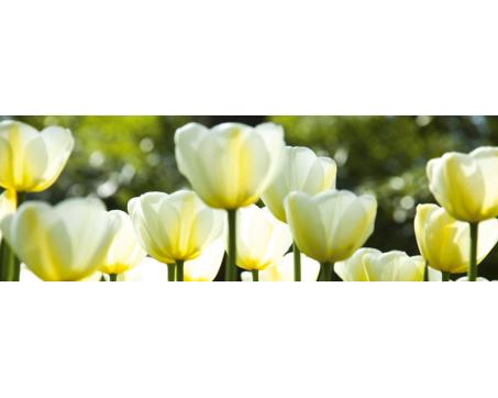 M-431 Vliesové fototapety na zeď Bílé tulipány - 330 x 110 cm