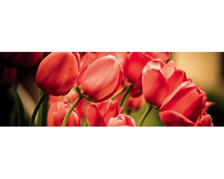 M-432 Vliesové fototapety na zeď Červené tulipány - 330 x 110 cm