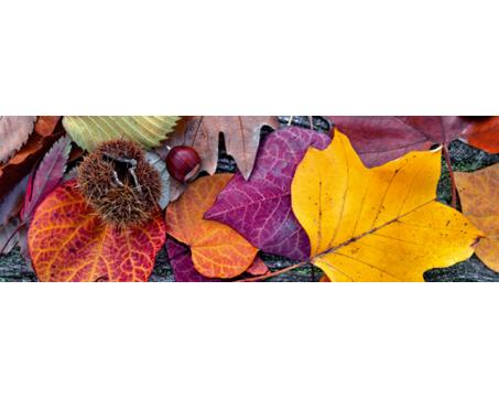 M-487 Vliesové fototapety na zeď Podzimní listí - 330 x 110 cm