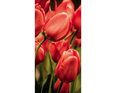 S-487 Vliesové fototapety na zeď Červené tulipány - 110 x 220 cm