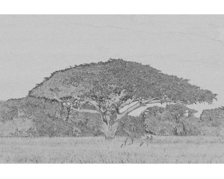 XL-315 Vliesové fototapety na zeď Strom akácie černobílá kresba - 330 x 220 cm