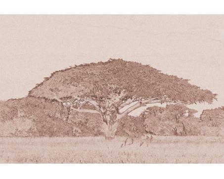 XL-316 Vliesové fototapety na zeď Strom akácie sépiová kresba - 330 x 220 cm