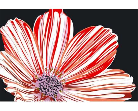 XL-339 Vliesové fototapety na zeď Červená květina na černém pozadí - 330 x 220 cm