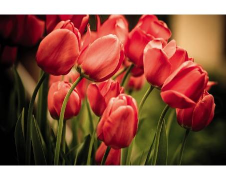 XL-439 Vliesové fototapety na zeď Červené tulipány - 330 x 220 cm