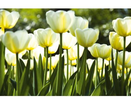 XL-440 Vliesové fototapety na zeď Bílé tulipány - 330 x 220 cm