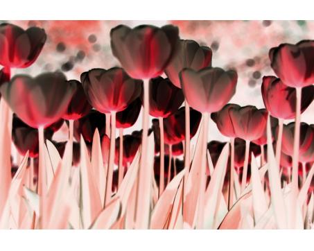 XL-442 Vliesové fototapety na zeď Tulipány v červené barvě - 330 x 220 cm