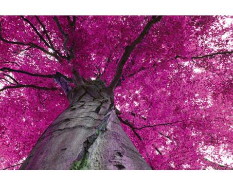 XL-522 Vliesové fototapety na zeď Koruna stromu ve fialové - 330 x 220 cm