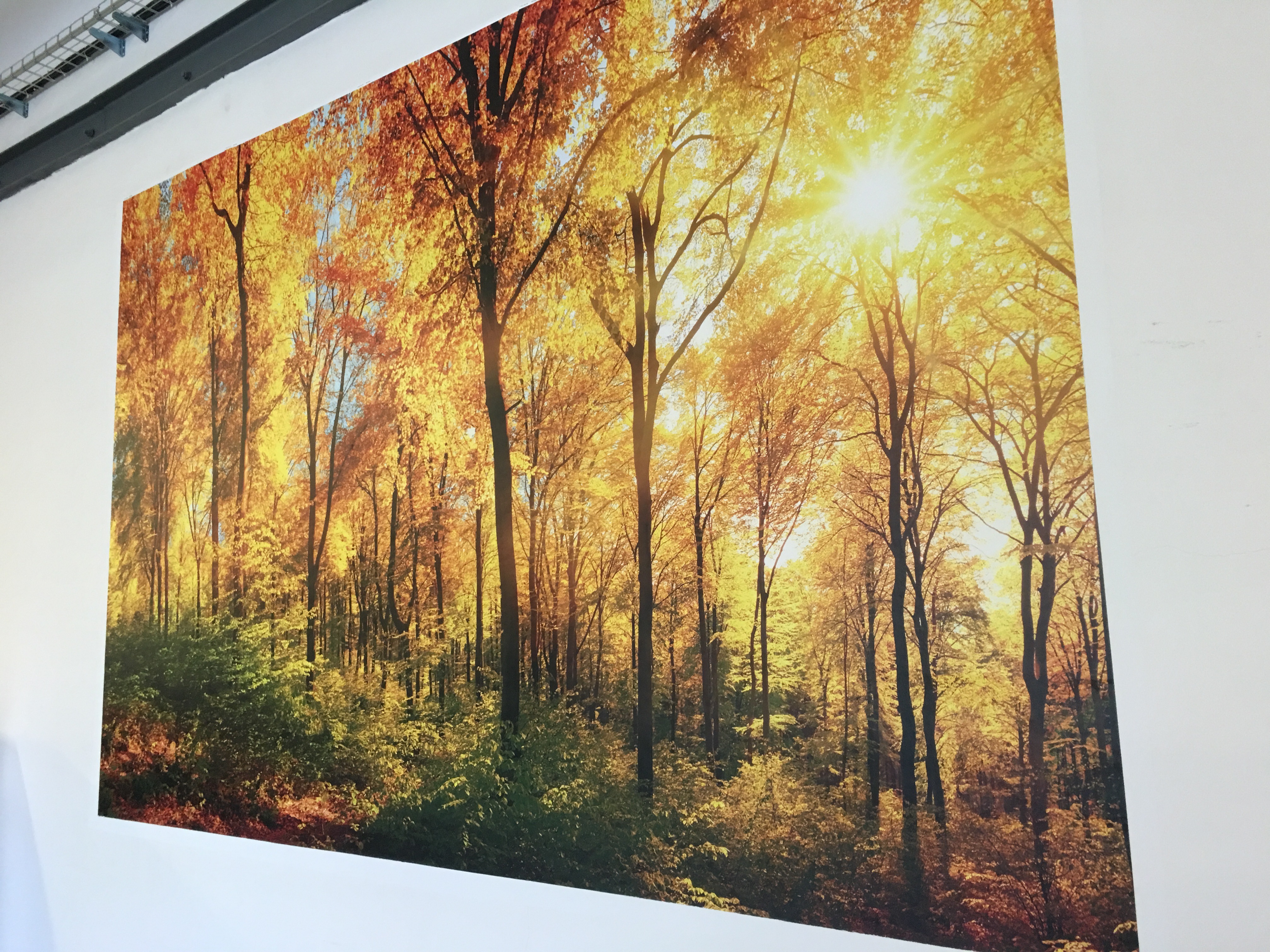 Vliesová fototapeta na zeď slunný les